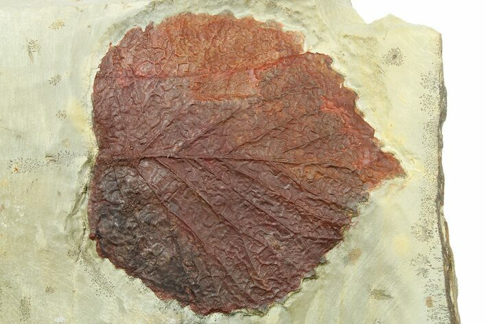 Fossil Leaf (Davidia) - Montana #262344